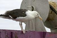 Cjp_2009_07_19_165128 (2).jpg